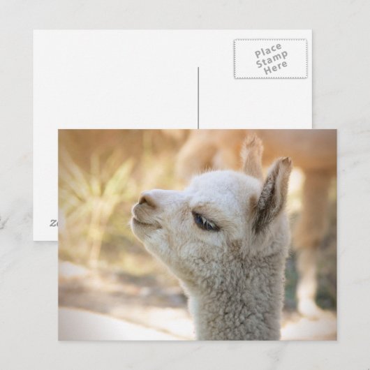 Alpaca Postcard Celeste Postkarte (Vorne/Hinten)