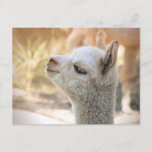 Alpaca Postcard Celeste Postkarte