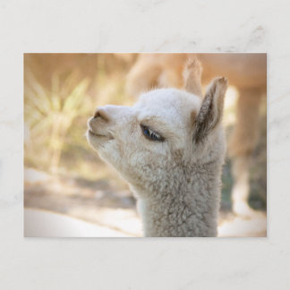 Alpaca Postcard Celeste Postkarte