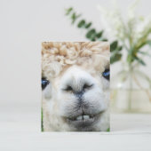 ALPACA POSTCARD FEIERTAGSPOSTKARTE (Stehend Vorderseite)