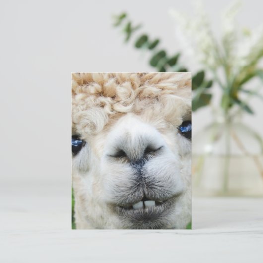ALPACA POSTCARD FEIERTAGSPOSTKARTE (Stehend Vorderseite)