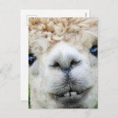 ALPACA POSTCARD FEIERTAGSPOSTKARTE (Vorne/Hinten)