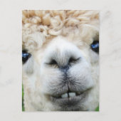 ALPACA POSTCARD FEIERTAGSPOSTKARTE (Vorderseite)