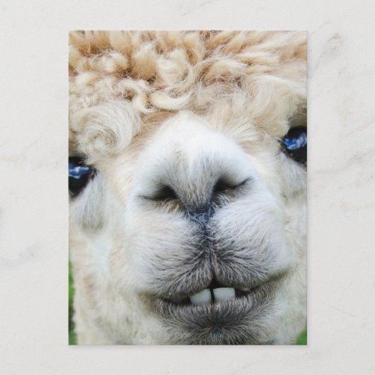 ALPACA POSTCARD FEIERTAGSPOSTKARTE (Vorderseite)