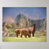 Alpaca Poster (Vorne)