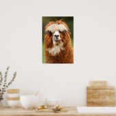 Alpaca Poster (Küche)