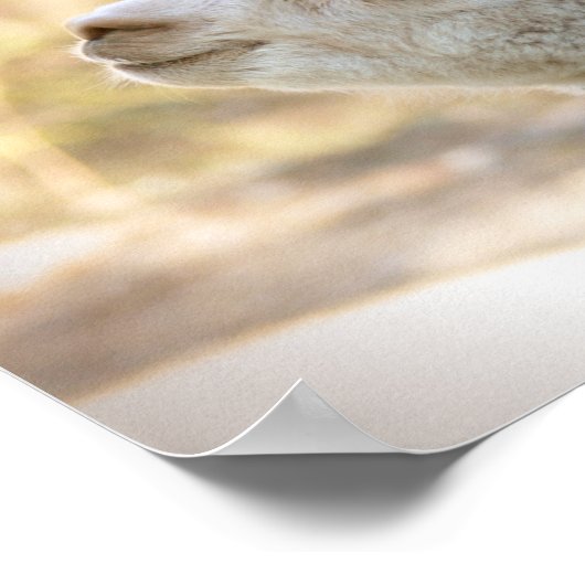 Alpaca Poster Colorful Celeste (Ecke)