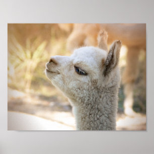Alpaca Poster Colorful Celeste