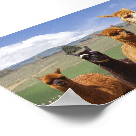Alpaca Poster Line Up (Ecke)
