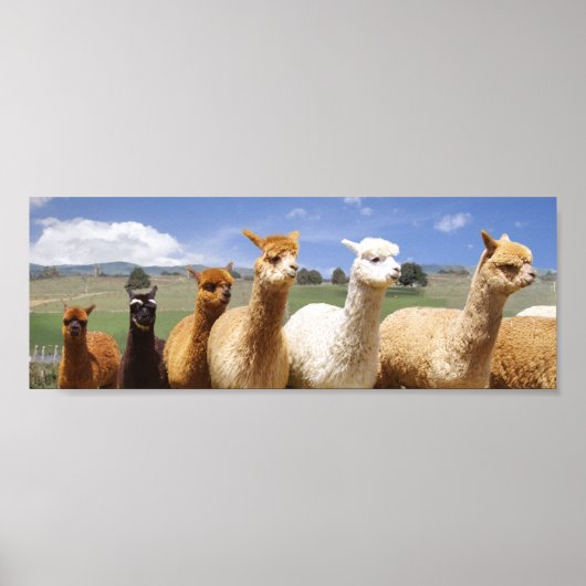 Alpaca Poster Line Up (Vorne)