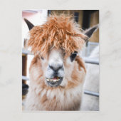 Alpaca Postkarte (Vorderseite)