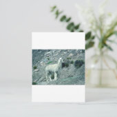 Alpaca Postkarte (Stehend Vorderseite)