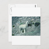 Alpaca Postkarte (Vorne/Hinten)
