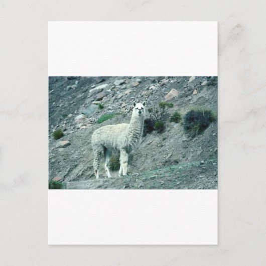 Alpaca Postkarte (Vorderseite)