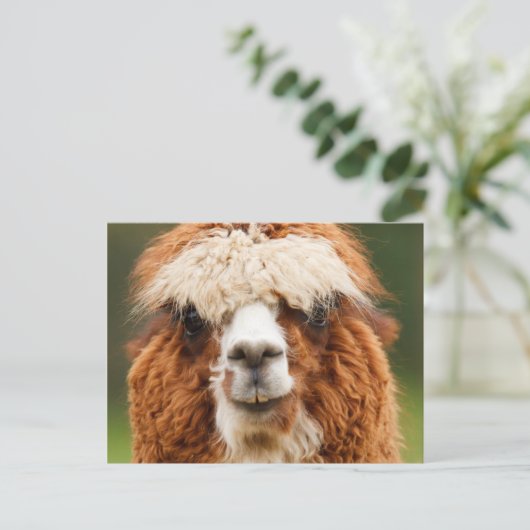 Alpaca Postkarte (Stehend Vorderseite)