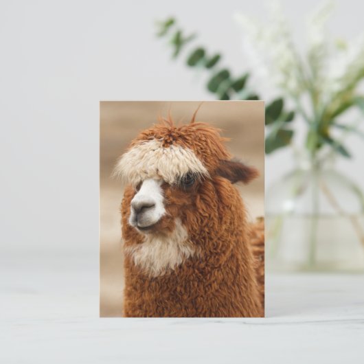 Alpaca-Postkarte Postkarte (Stehend Vorderseite)
