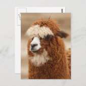 Alpaca-Postkarte Postkarte (Vorne/Hinten)