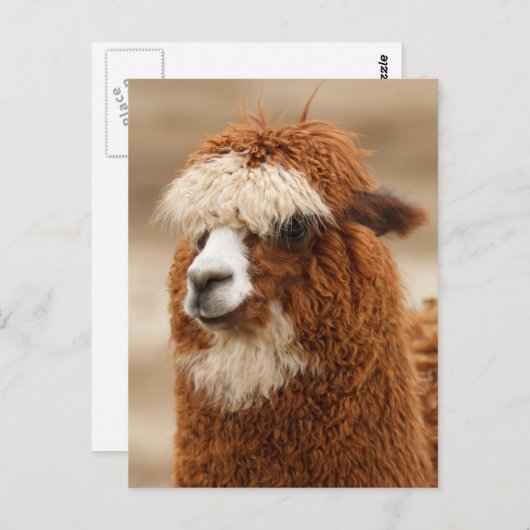 Alpaca-Postkarte Postkarte (Vorne/Hinten)