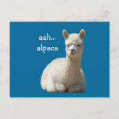 Alpaca Postkarten (Vorderseite)