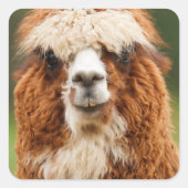 Alpaca Quadratischer Aufkleber (Vorderseite)