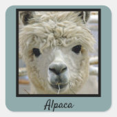 Alpaca Quadratischer Aufkleber (Vorderseite)