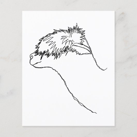 Alpaca Sketch. Flyer (Vorne)