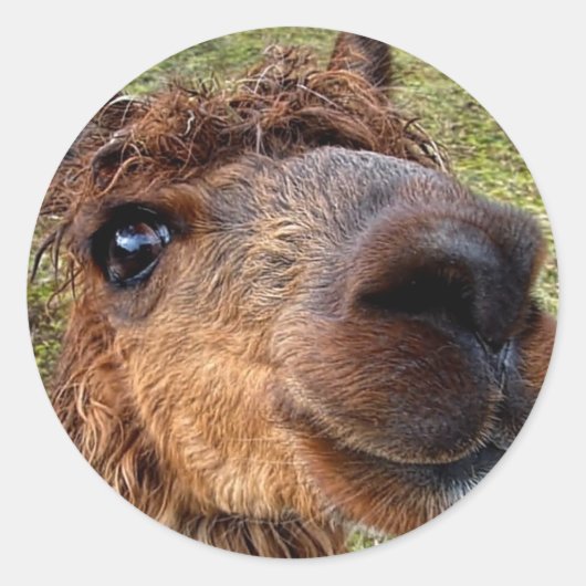 Alpaca-Sticker Runder Aufkleber (Vorderseite)