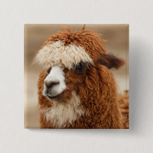 Alpaca-Taste Button