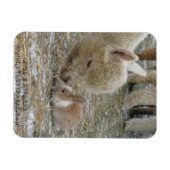 Alpaca und Bunny Kisses! Magnet (Horizontal)