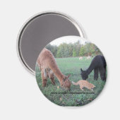 Alpaca und Katzen Magnet (Vorderseite/Rückseite)