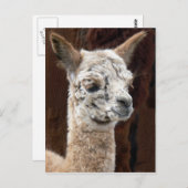 Alpaca Viele Farben Postkarte (Vorne/Hinten)