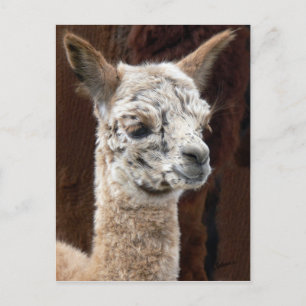 Alpaca Viele Farben Postkarte
