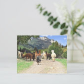 Alpaca Wandern Postkarte (Stehend Vorderseite)