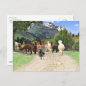 Alpaca Wandern Postkarte (Vorne/Hinten)
