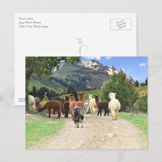 Alpaca Wandern Postkarte (Vorne/Hinten)