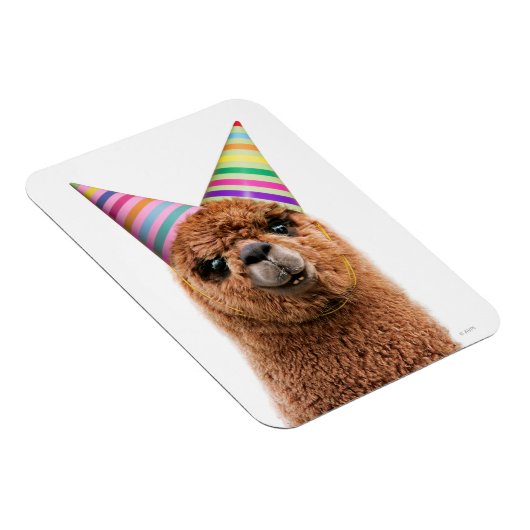 Alpaca Wear Party Hats Magnet (Rechte Seite)