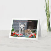 Alpaca Weihnachten (Vorderseite)