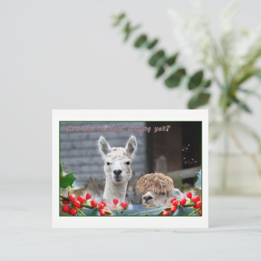 Alpaca Weihnachten (Stehend Vorderseite)