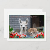 Alpaca Weihnachten (Vorne/Hinten)