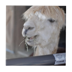 Alpaca, weiß fliese