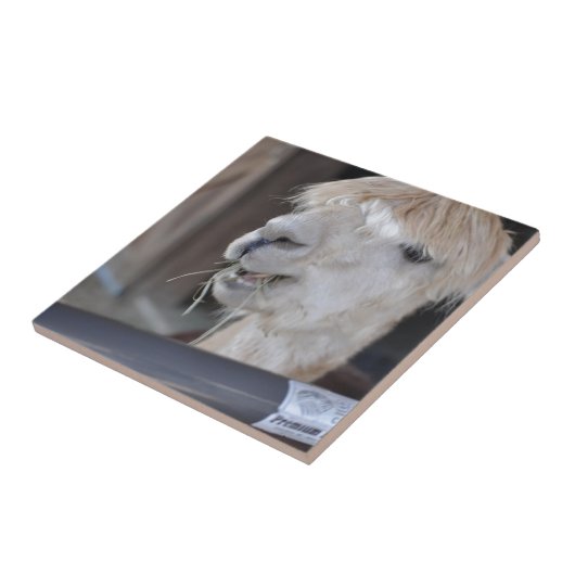 Alpaca, weiß fliese (Seite)