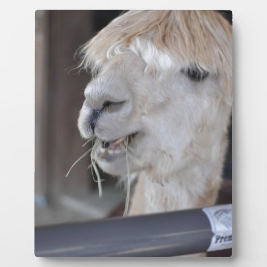 Alpaca, weiß fotoplatte (Vorderseite)