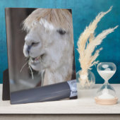 Alpaca, weiß fotoplatte (Seite)