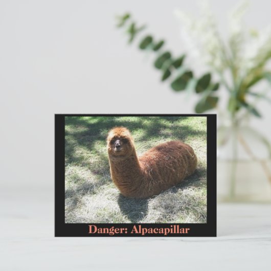 Alpacapillar Postkarte (Stehend Vorderseite)