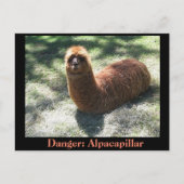 Alpacapillar Postkarte (Vorderseite)