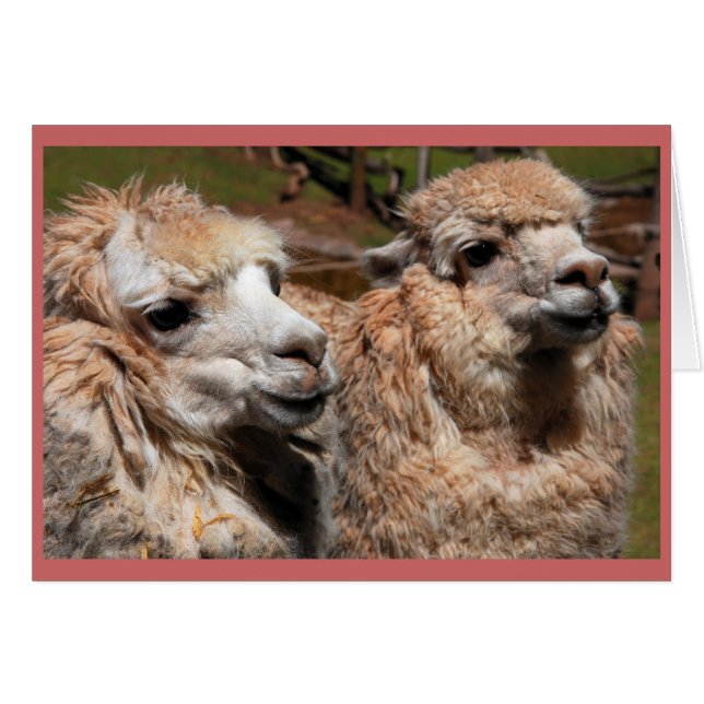 "Alpacas" (Vorderseite (Horizontal))