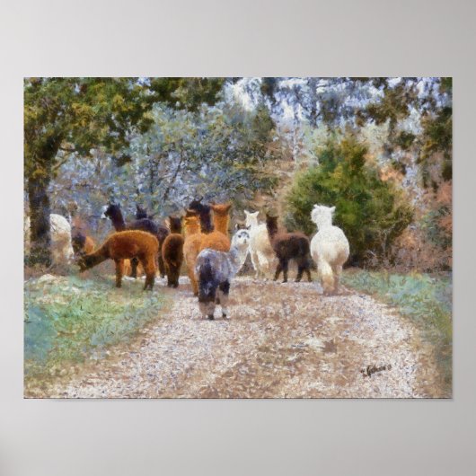 Alpacas Digital Painting Print Poster (Vorne)