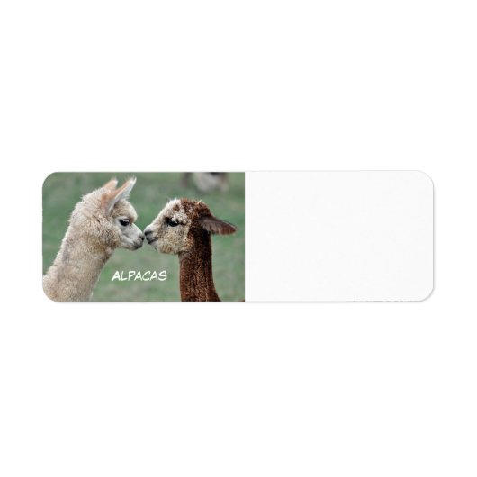 Alpacas-Etikett (Vorne)