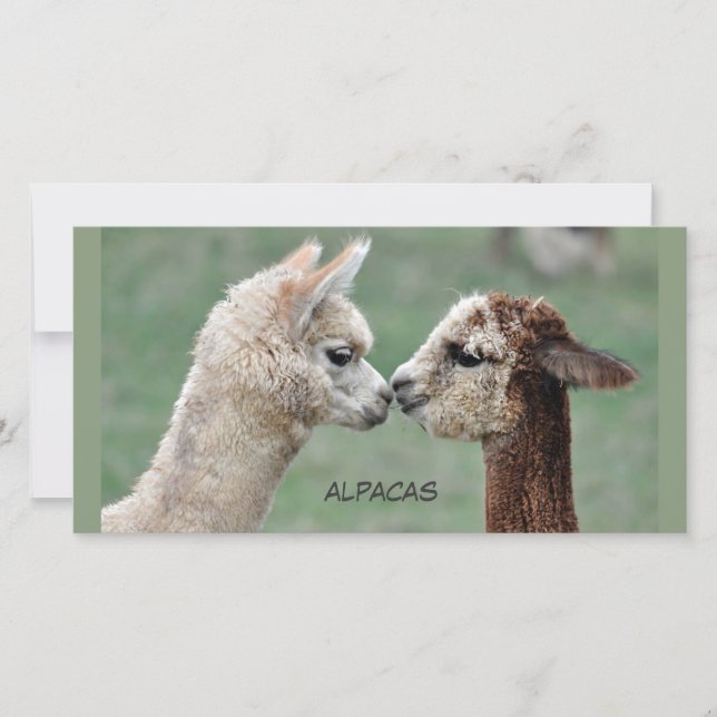 Alpacas-Fotokarte Küssen (Vorderseite)