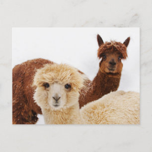 Alpacas im Schnee-Foto Postkarte
